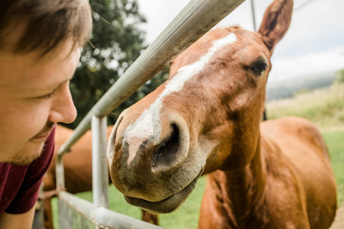 Animal en milieu naturel